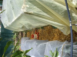 Faire mûrir les dernières tomates