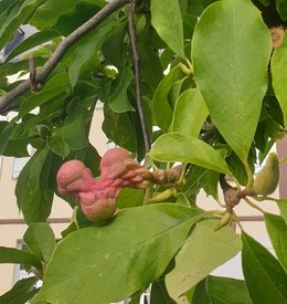 Drôle d'arbre à fleurs!!