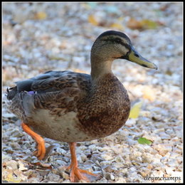 Au  petit coucou amical