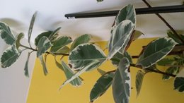 ficus elastica/caoutchouc - feuilles noircissent sur les côtés et tombent