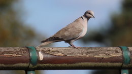 Au  petit coucou amical