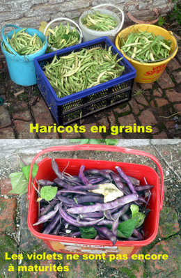 haricots verts qui prennent le fil