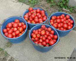 Quelle variété de tomate ????