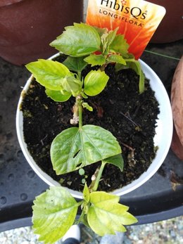 Boutures d'hibiscus ?