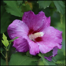 Boutures d'hibiscus ?