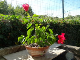 Boutures d'hibiscus ?