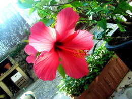 Boutures d'hibiscus ?