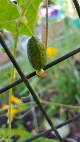 Melothria scabra ou petit cornichon du Mexique