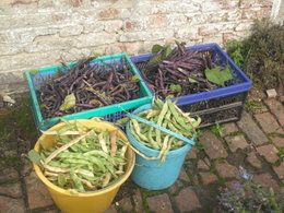 haricots verts qui prennent le fil