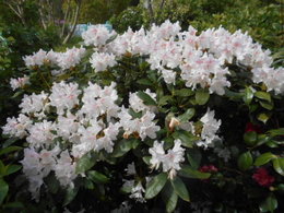 Rhododendron