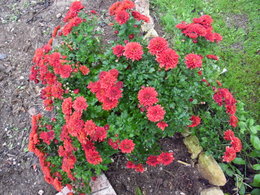 Recycler les chrysanthèmes défleuris du cimetière