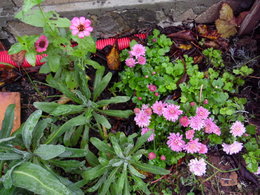 Recycler les chrysanthèmes défleuris du cimetière