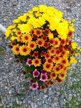 Recycler les chrysanthèmes défleuris du cimetière