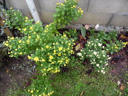 Recycler les chrysanthèmes défleuris du cimetière