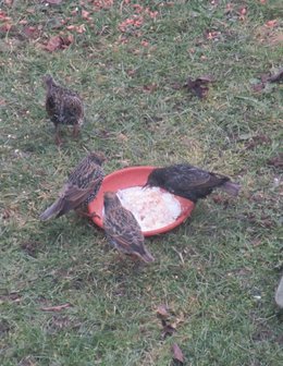 Nourrir les oiseaux en hiver au jardin