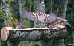 Nourrir les oiseaux en hiver au jardin