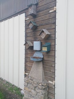 Nourrir les oiseaux en hiver au jardin