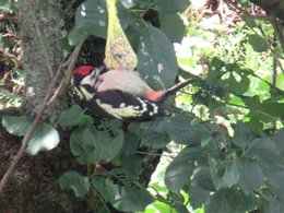 Nourrir les oiseaux en hiver au jardin