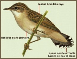 Quel est cet oiseau?