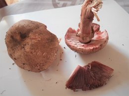 Automne : champignons de mon jardin