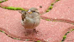 Au  petit coucou amical