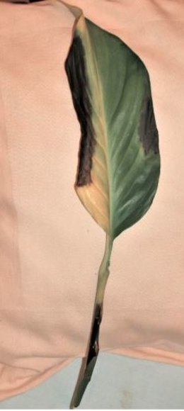 Spathiphyllum - Fleur de lune