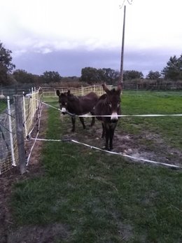 Au  petit coucou amical