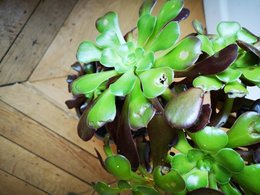 Aeonium arboreum