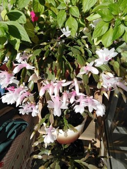 schlumbergera