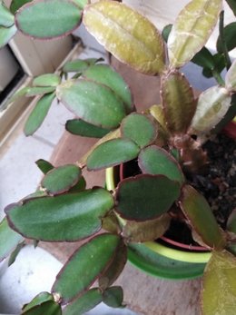 schlumbergera