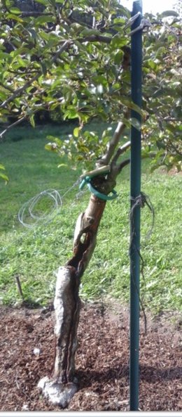 Connaissez-vous la plante huître (mertensia) ?