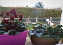 Cyclamen mal en point