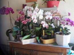 ORCHIDEE BAMBOU DEPERIT ......!!