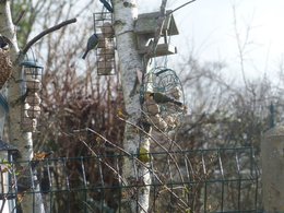 Nourrir les oiseaux en hiver au jardin