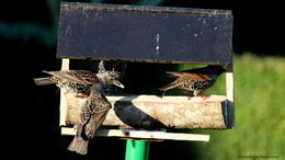 Nourrir les oiseaux en hiver au jardin