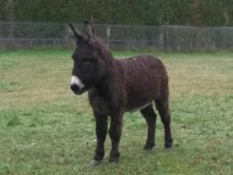 Au  petit coucou amical