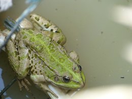 Au  petit coucou amical