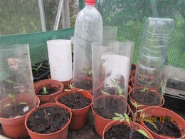 Faites-vous vos semis de tomates ?