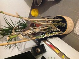 Langue de belle-mère - Sansevieria trifasciata - Sansevière 