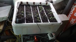 Faites-vous vos semis de tomates ?