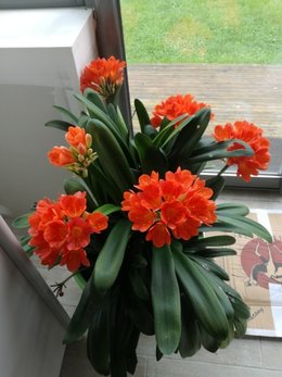 CLIVIA Jaune