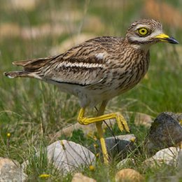 Connaissez vous cet oiseau ?