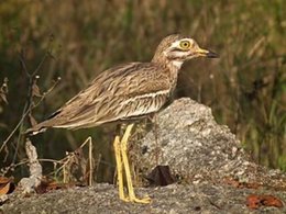 Connaissez vous cet oiseau ?