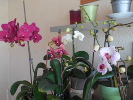 dépérissement orchidée