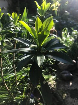 Quelle est cette jolie plante ?