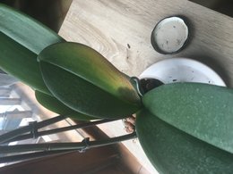 Orchidée qui jauni, besoin d'aide !