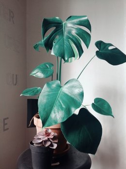 Monstera avis