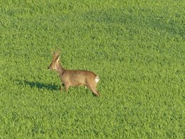 Au  petit coucou amical