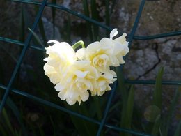 FLEURS DE MON JARDIN  1er trimestre 2020