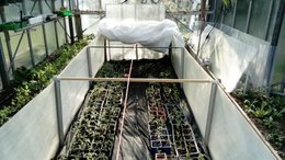 Semis et rempotage tomates
